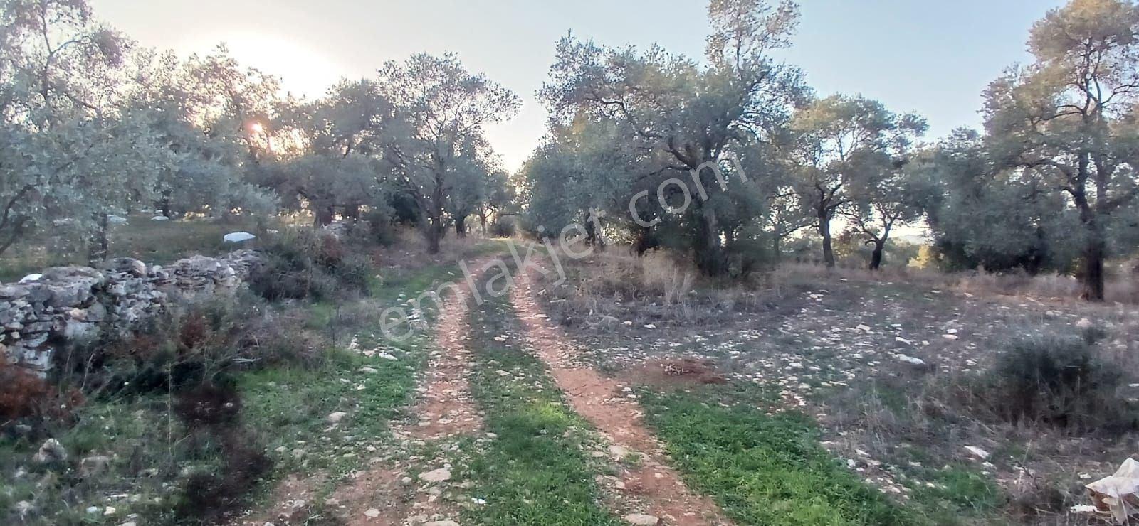 Milas Söğütcük De 1122 M2 Yola Cepheli,yatırım Yaşam Fırsatı! - Görsel 2