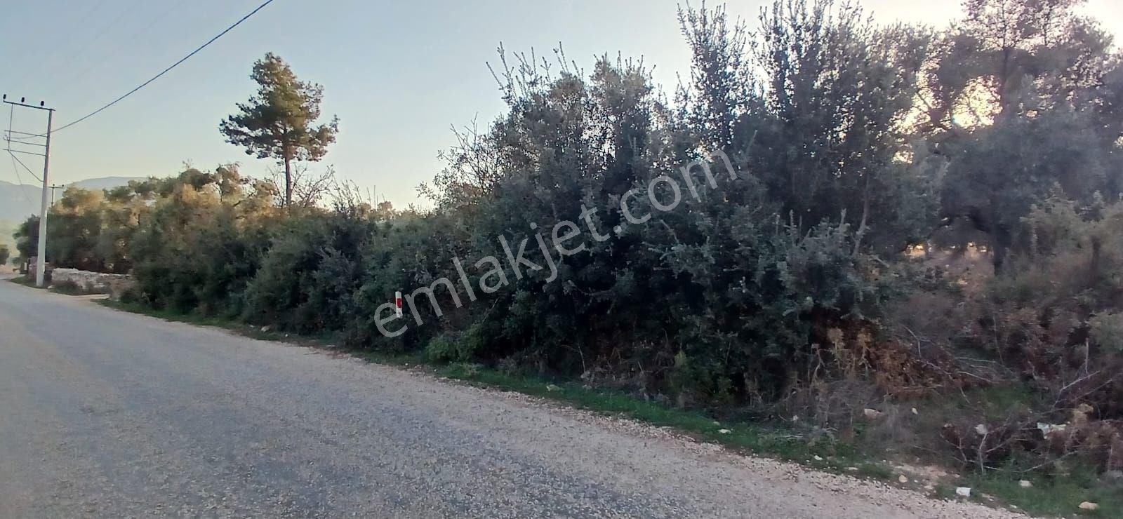 Milas Söğütcük De 1122 M2 Yola Cepheli,yatırım Yaşam Fırsatı! - Görsel 12