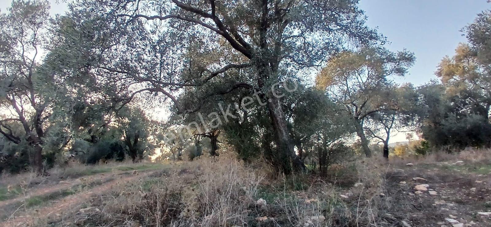 Milas Söğütcük De 1122 M2 Yola Cepheli,yatırım Yaşam Fırsatı! - Görsel 5