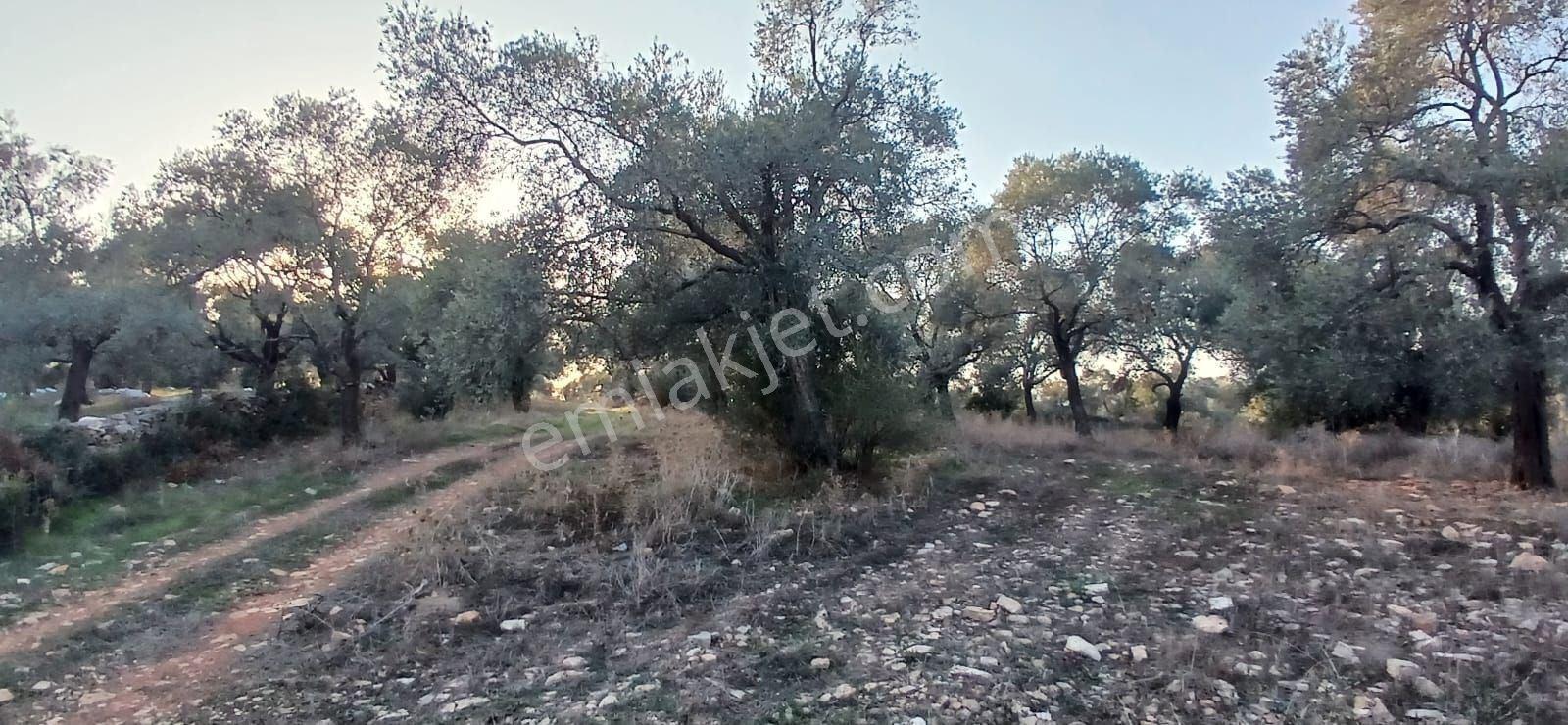 Milas Söğütcük De 1122 M2 Yola Cepheli,yatırım Yaşam Fırsatı! - Görsel 8