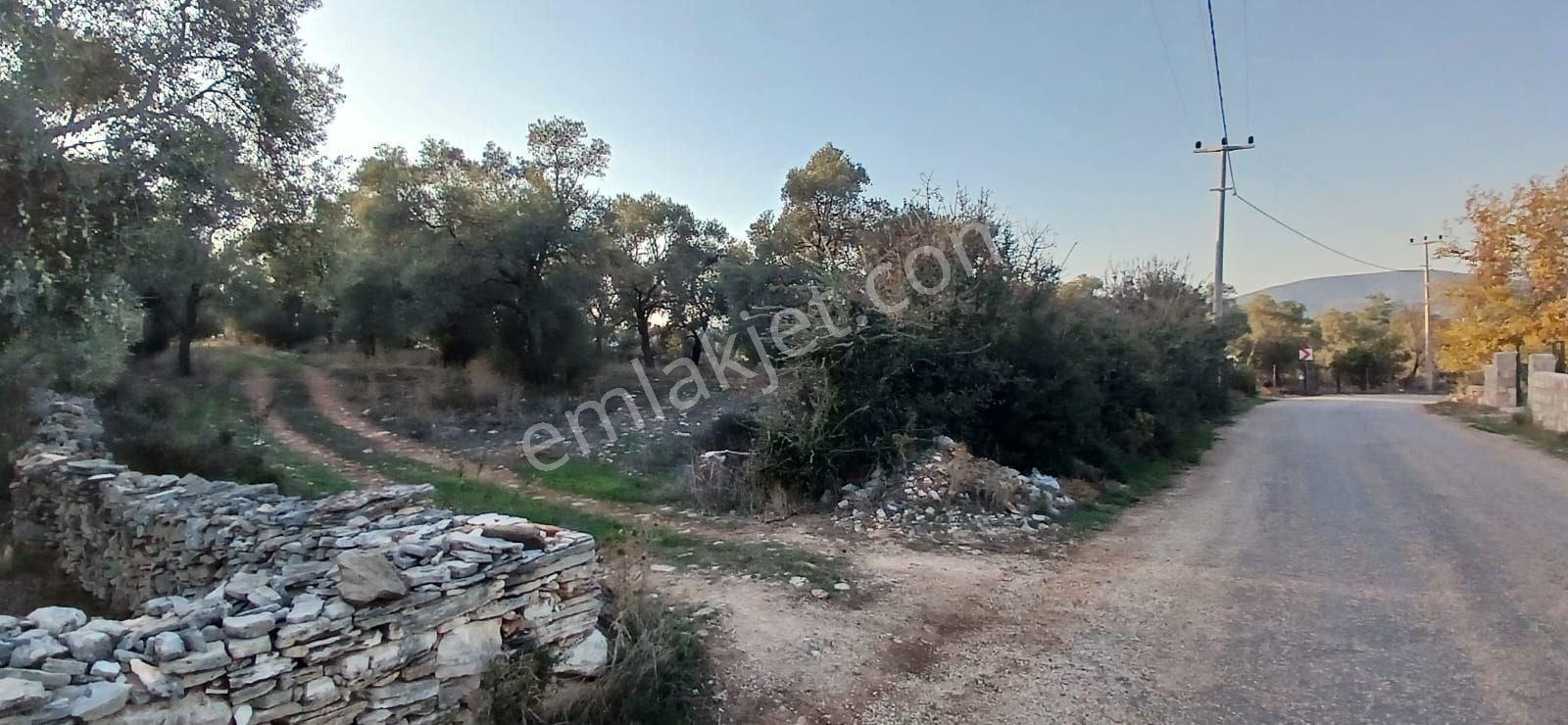 Milas Söğütcük De 1122 M2 Yola Cepheli,yatırım Yaşam Fırsatı! - Görsel 11