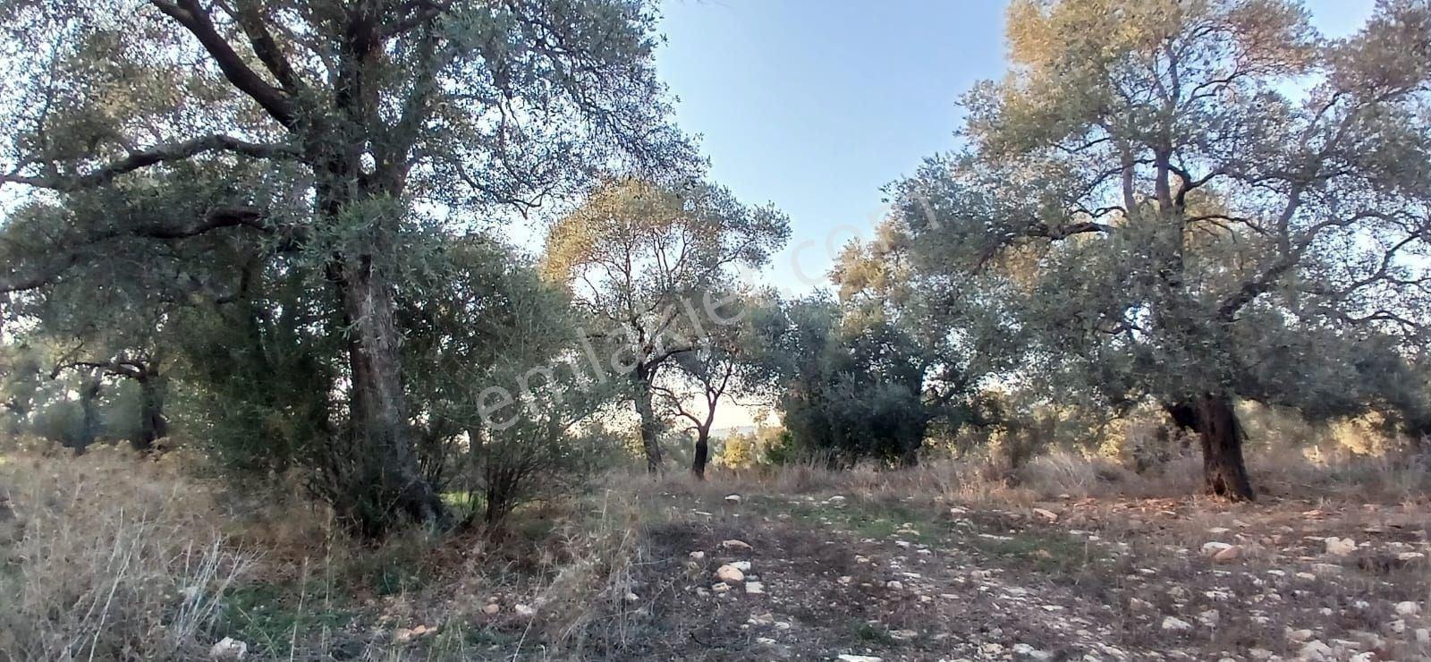 Milas Söğütcük De 1122 M2 Yola Cepheli,yatırım Yaşam Fırsatı! - Görsel 6