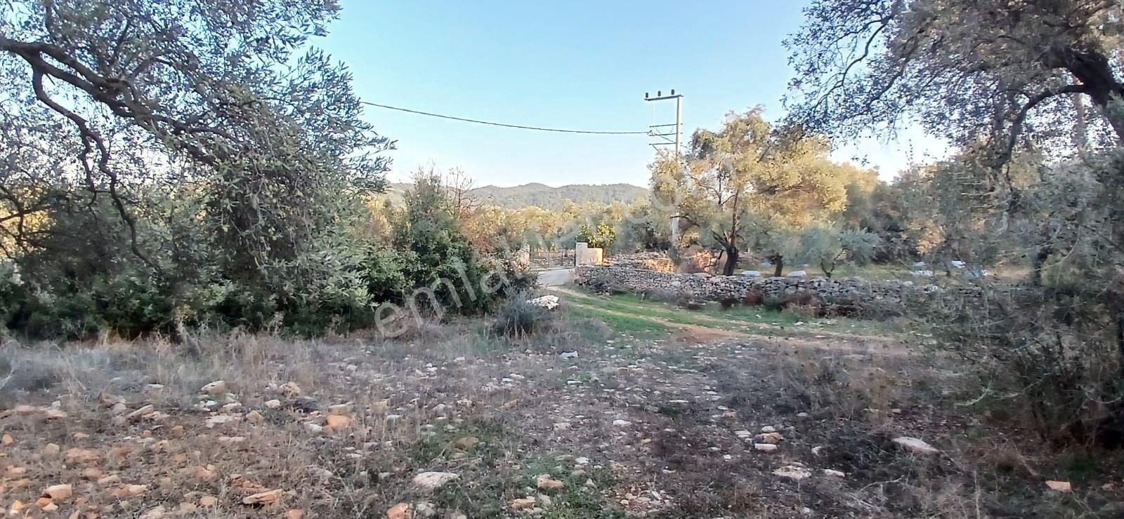 Milas Söğütcük De 1122 M2 Yola Cepheli,yatırım Yaşam Fırsatı! - Görsel 10