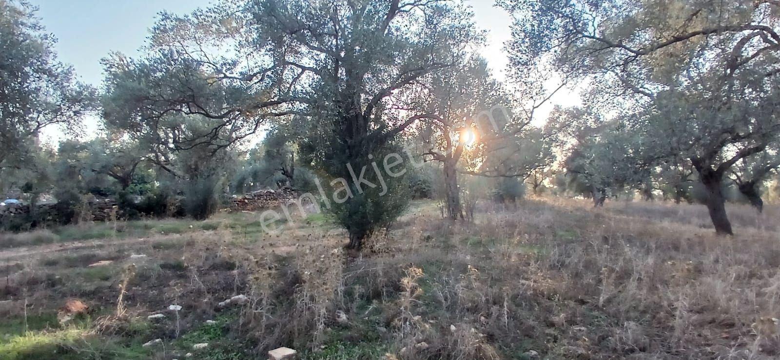 Milas Söğütcük De 1122 M2 Yola Cepheli,yatırım Yaşam Fırsatı! - Görsel 9