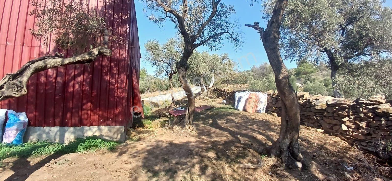 Milas Çiftlik Yatırıma Uygun Yola Yakın 5640 M2 Zeytinlik - Görsel 17