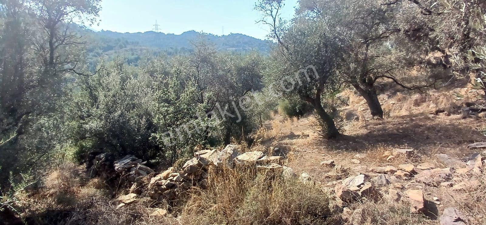 Milas Çiftlik Yatırıma Uygun Yola Yakın 5640 M2 Zeytinlik - Görsel 9