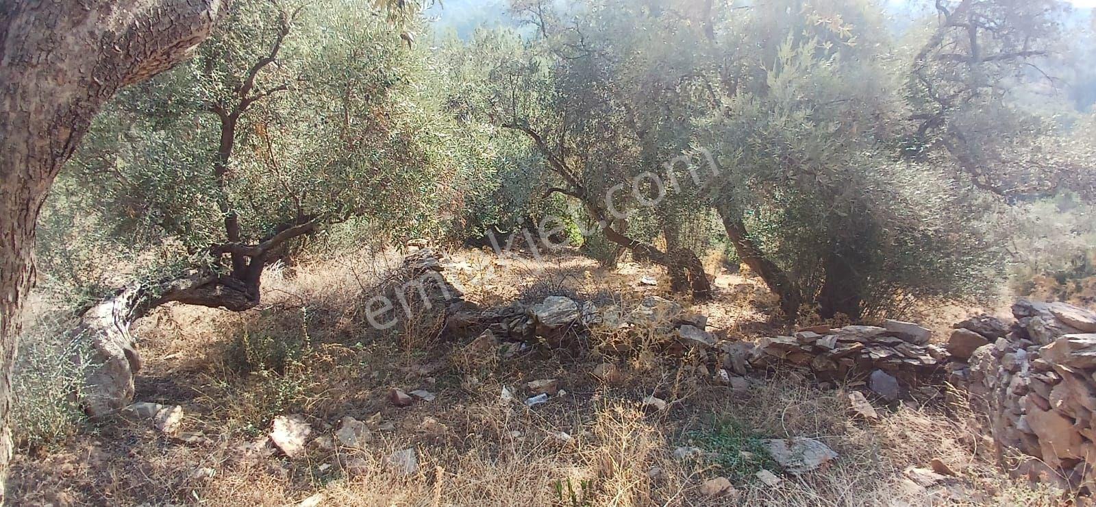 Milas Çiftlik Yatırıma Uygun Yola Yakın 5640 M2 Zeytinlik - Görsel 16