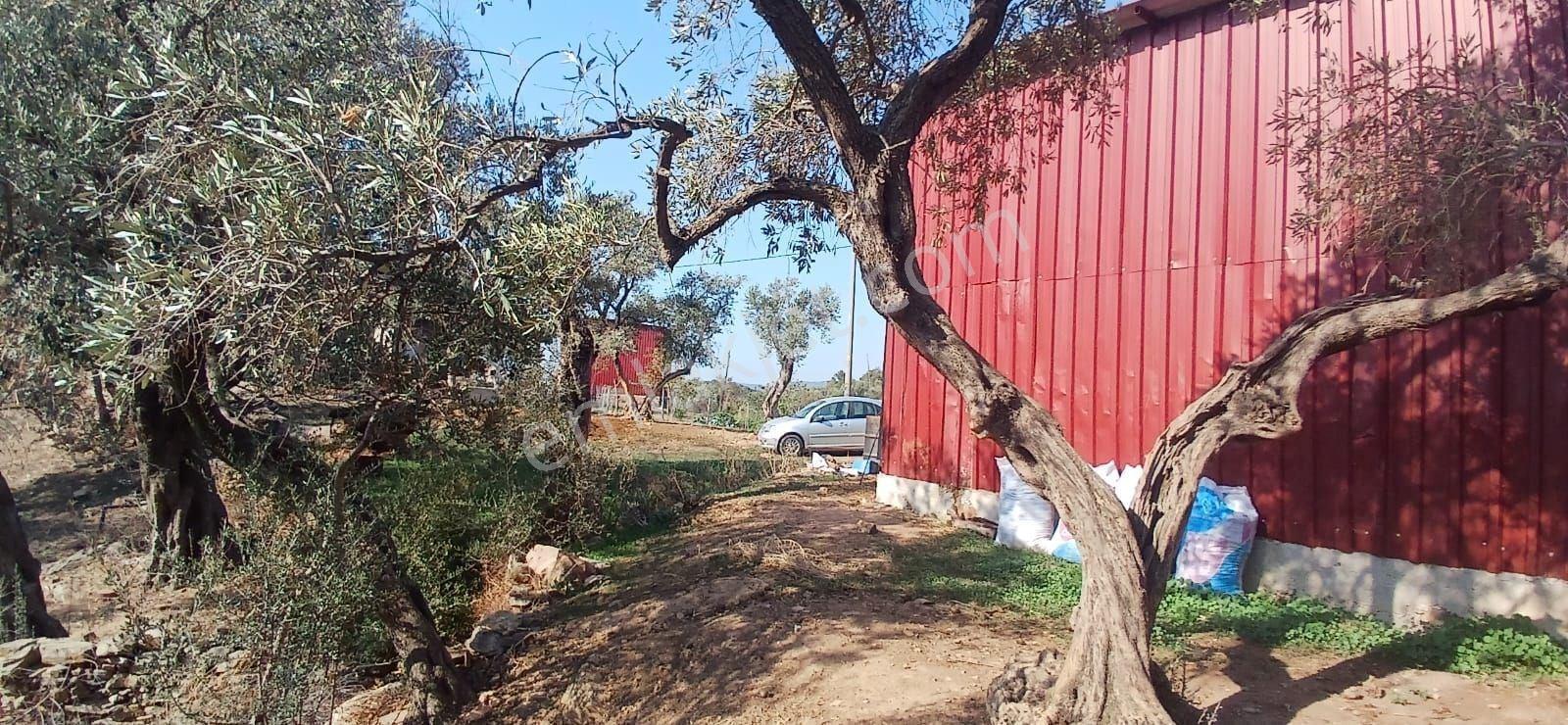 Milas Çiftlik Yatırıma Uygun Yola Yakın 5640 M2 Zeytinlik - Görsel 15