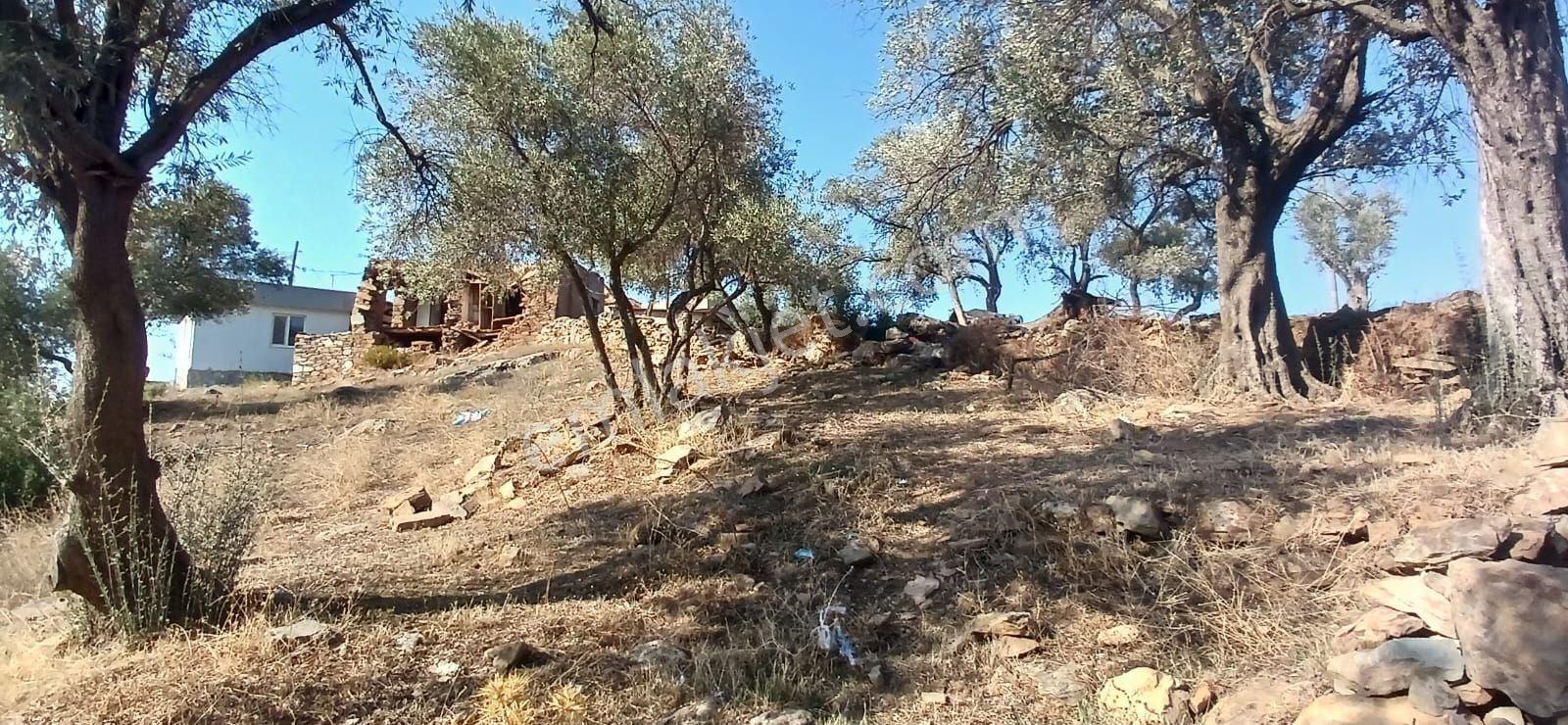 Milas Çiftlik Yatırıma Uygun Yola Yakın 5640 M2 Zeytinlik - Görsel 12