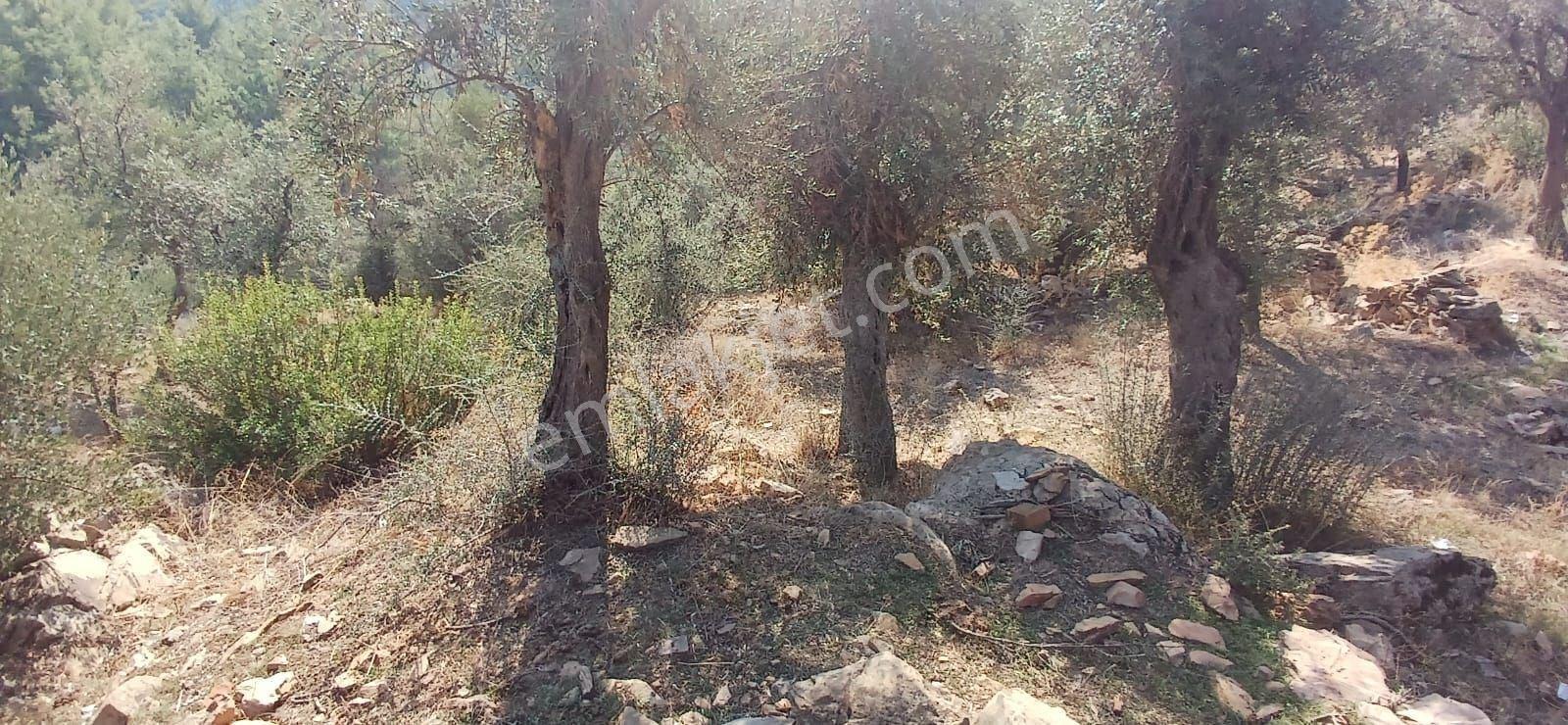 Milas Çiftlik Yatırıma Uygun Yola Yakın 5640 M2 Zeytinlik - Görsel 19
