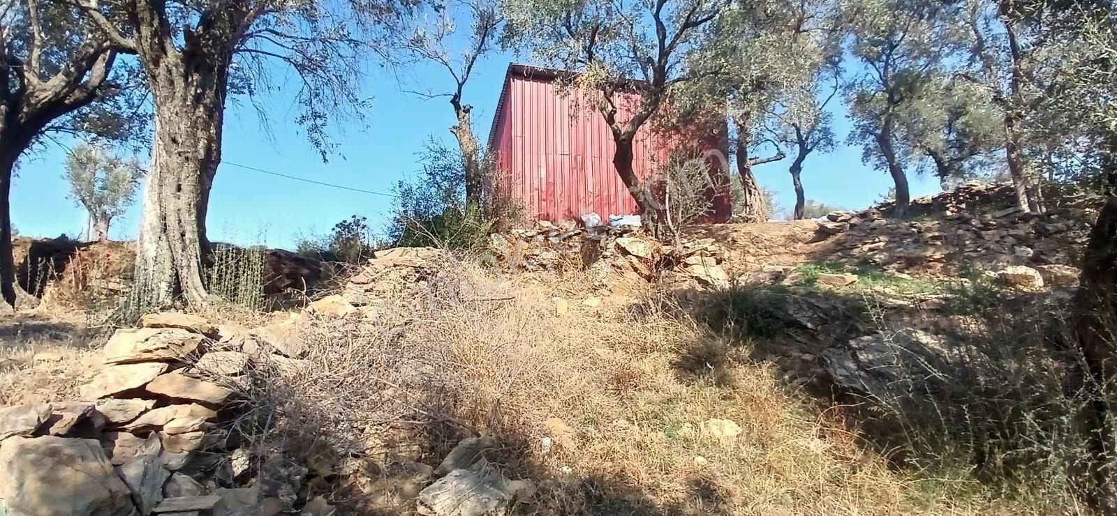 Milas Çiftlik Yatırıma Uygun Yola Yakın 5640 M2 Zeytinlik - Görsel 20