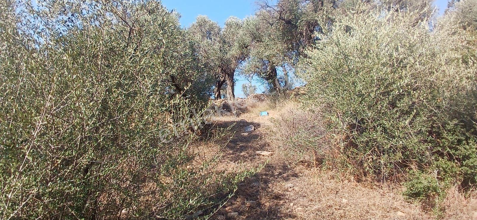Milas Çiftlik Yatırıma Uygun Yola Yakın 5640 M2 Zeytinlik - Görsel 5
