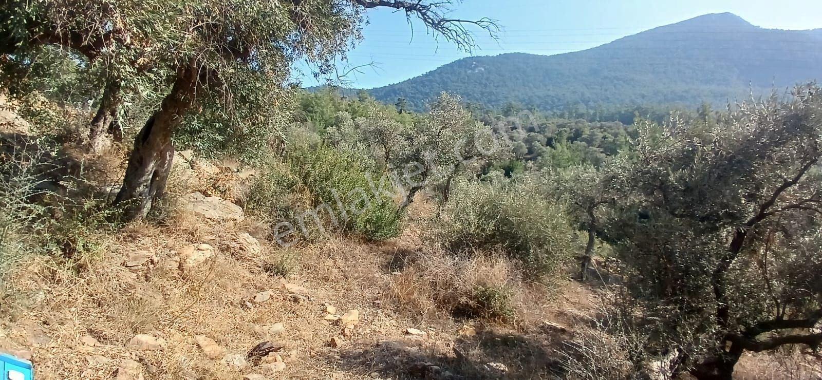 Milas Çiftlik Yatırıma Uygun Yola Yakın 5640 M2 Zeytinlik - Görsel 10