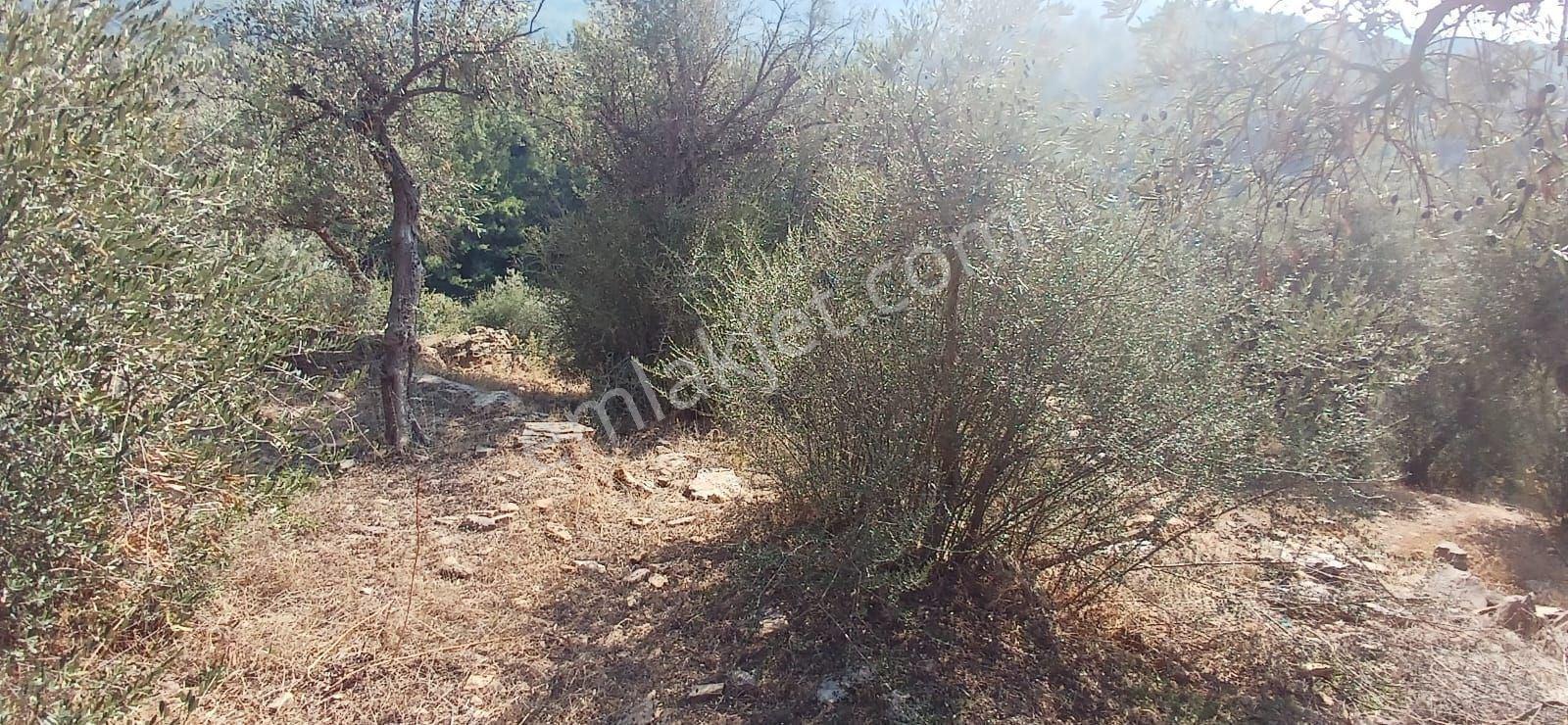 Milas Çiftlik Yatırıma Uygun Yola Yakın 5640 M2 Zeytinlik - Görsel 8