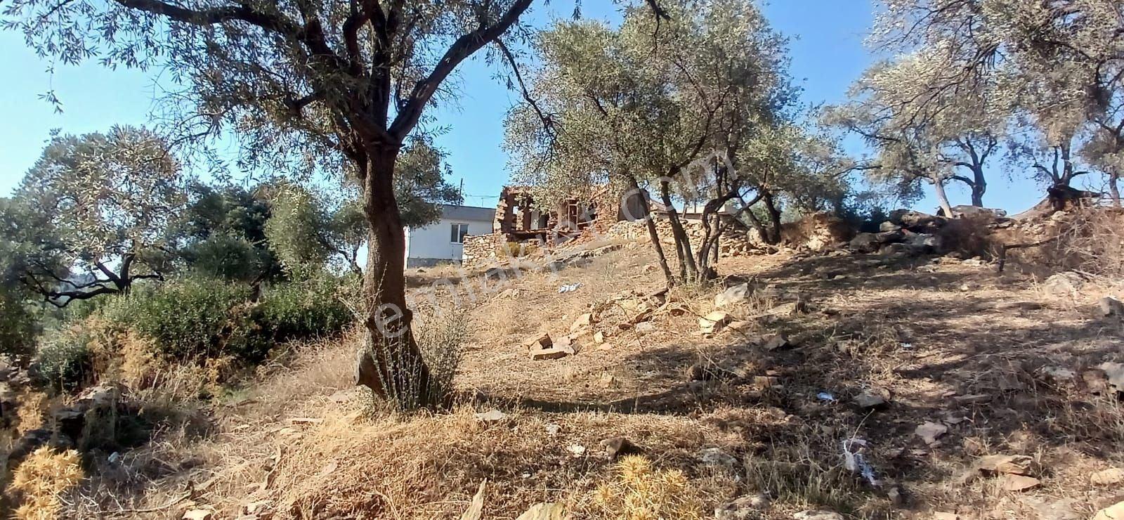 Milas Çiftlik Yatırıma Uygun Yola Yakın 5640 M2 Zeytinlik - Görsel 11