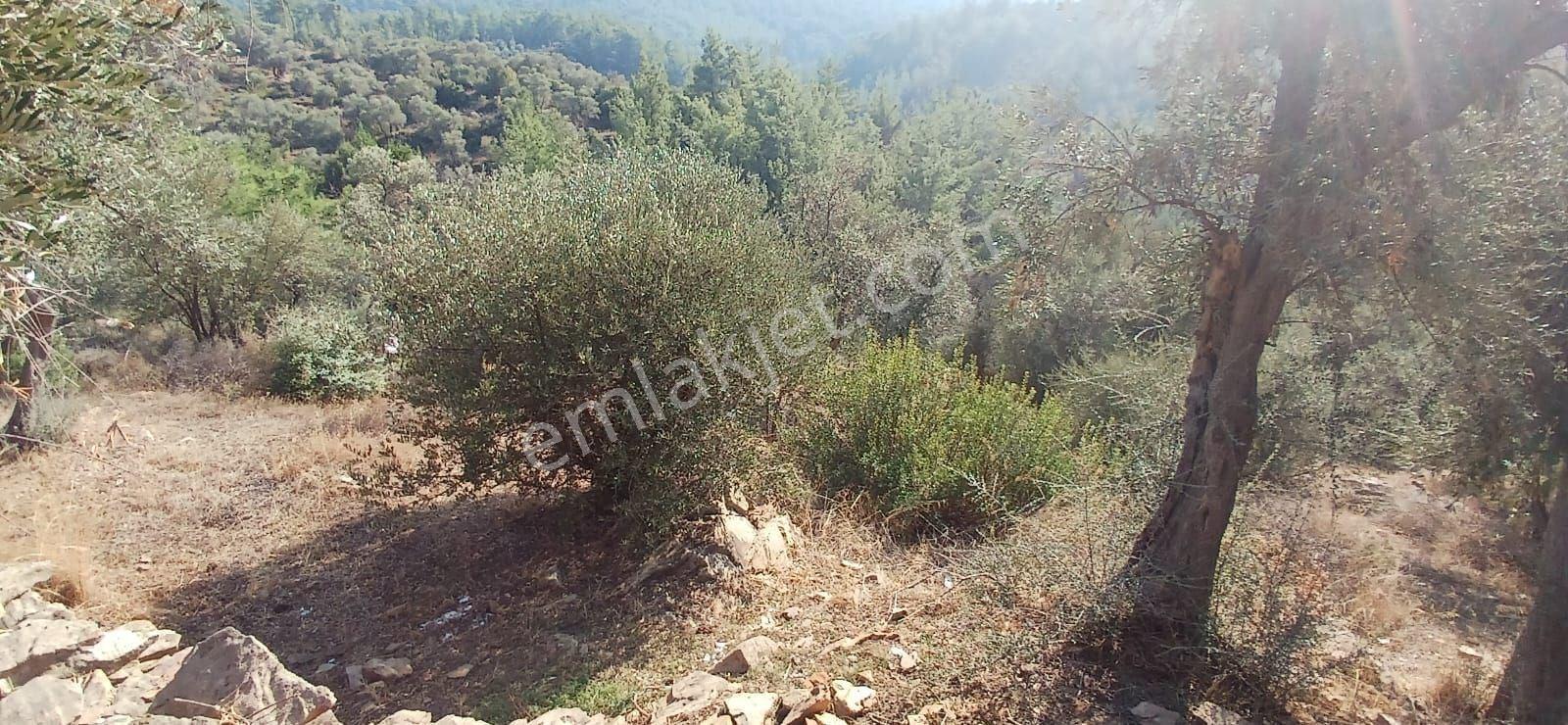 Milas Çiftlik Yatırıma Uygun Yola Yakın 5640 M2 Zeytinlik - Görsel 21
