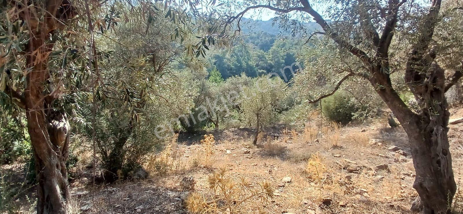 Milas Çiftlik Yatırıma Uygun Yola Yakın 5640 M2 Zeytinlik - Görsel 3