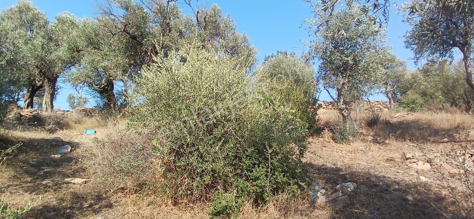 Milas Çiftlik Yatırıma Uygun Yola Yakın 5640 M2 Zeytinlik - Görsel 4