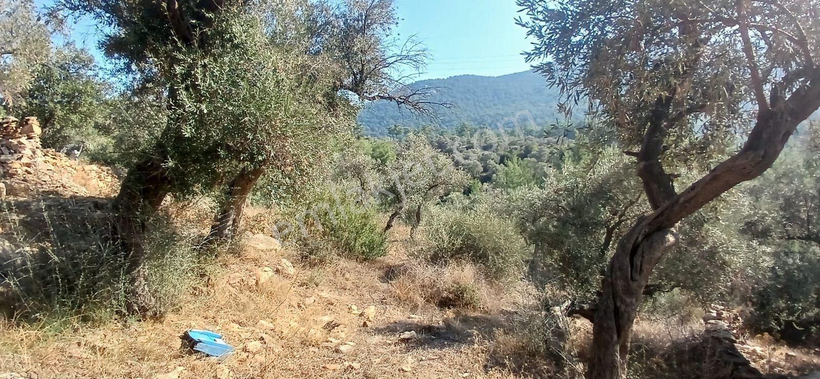 Milas Çiftlik Yatırıma Uygun Yola Yakın 5640 M2 Zeytinlik - Görsel 22