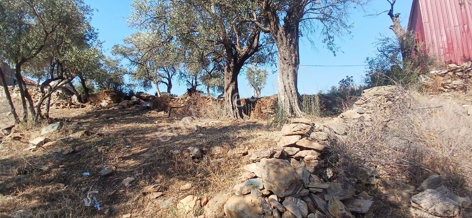 Milas Çiftlik Yatırıma Uygun Yola Yakın 5640 M2 Zeytinlik - Görsel 14