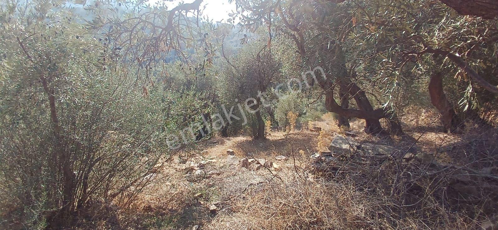 Milas Çiftlik Yatırıma Uygun Yola Yakın 5640 M2 Zeytinlik - Görsel 7