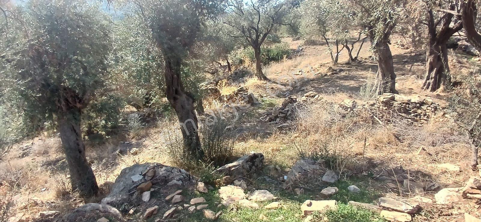 Milas Çiftlik Yatırıma Uygun Yola Yakın 5640 M2 Zeytinlik - Görsel 18
