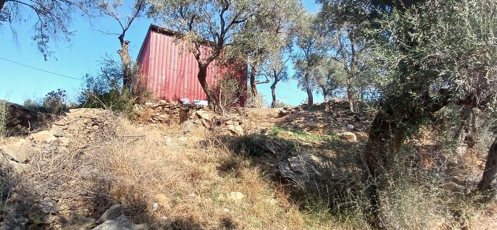 Milas Çiftlik Yatırıma Uygun Yola Yakın 5640 M2 Zeytinlik - Görsel 13
