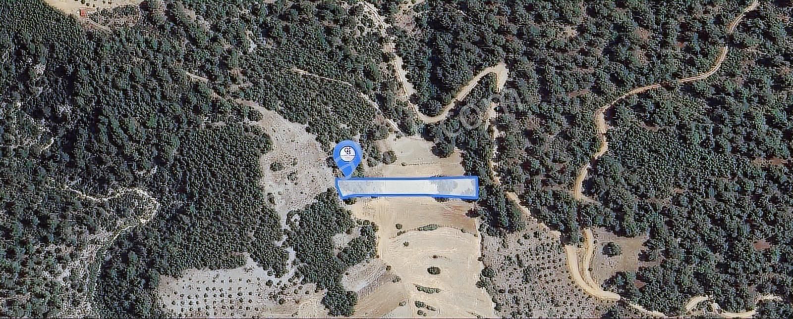 Muğla Fadılcada Orman İçinde 1.797 M² Müstakil Tarla