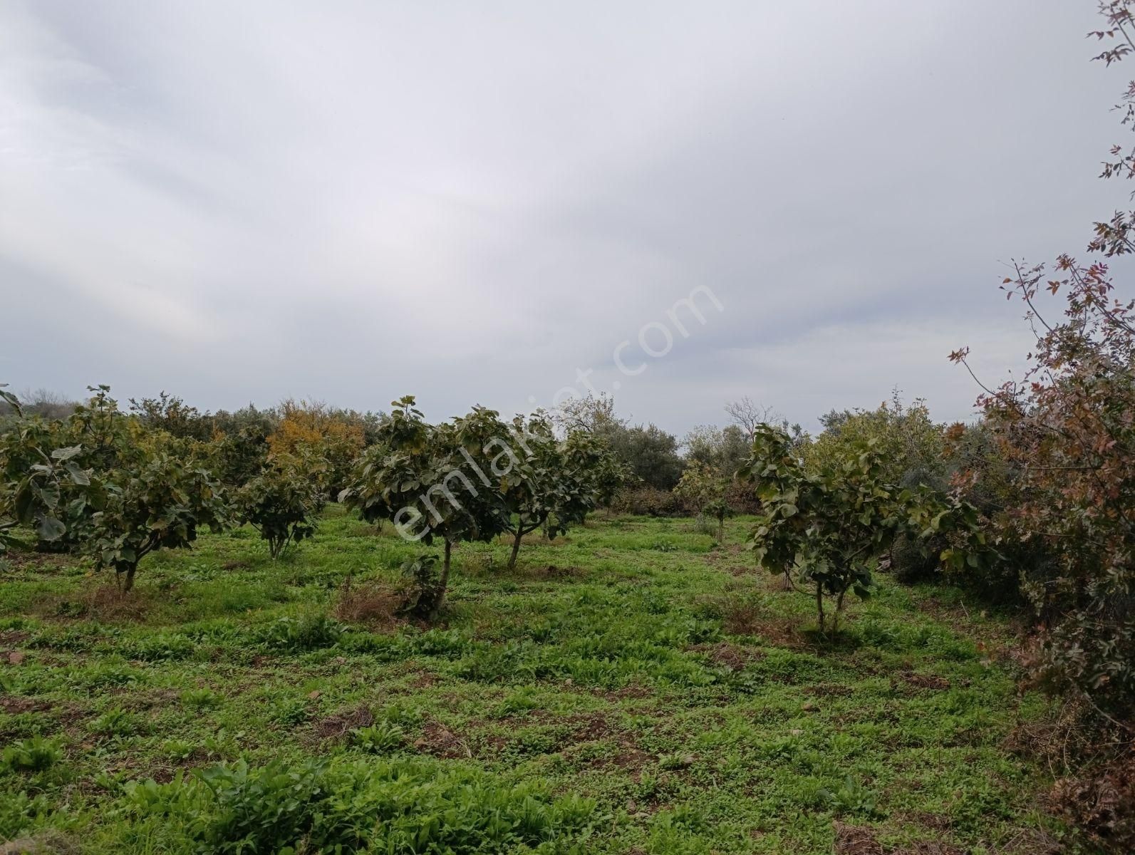 Artıbir Emlak'tan Gölyazı'da Göle Yakın Satılık Zeytinlik - Görsel 10