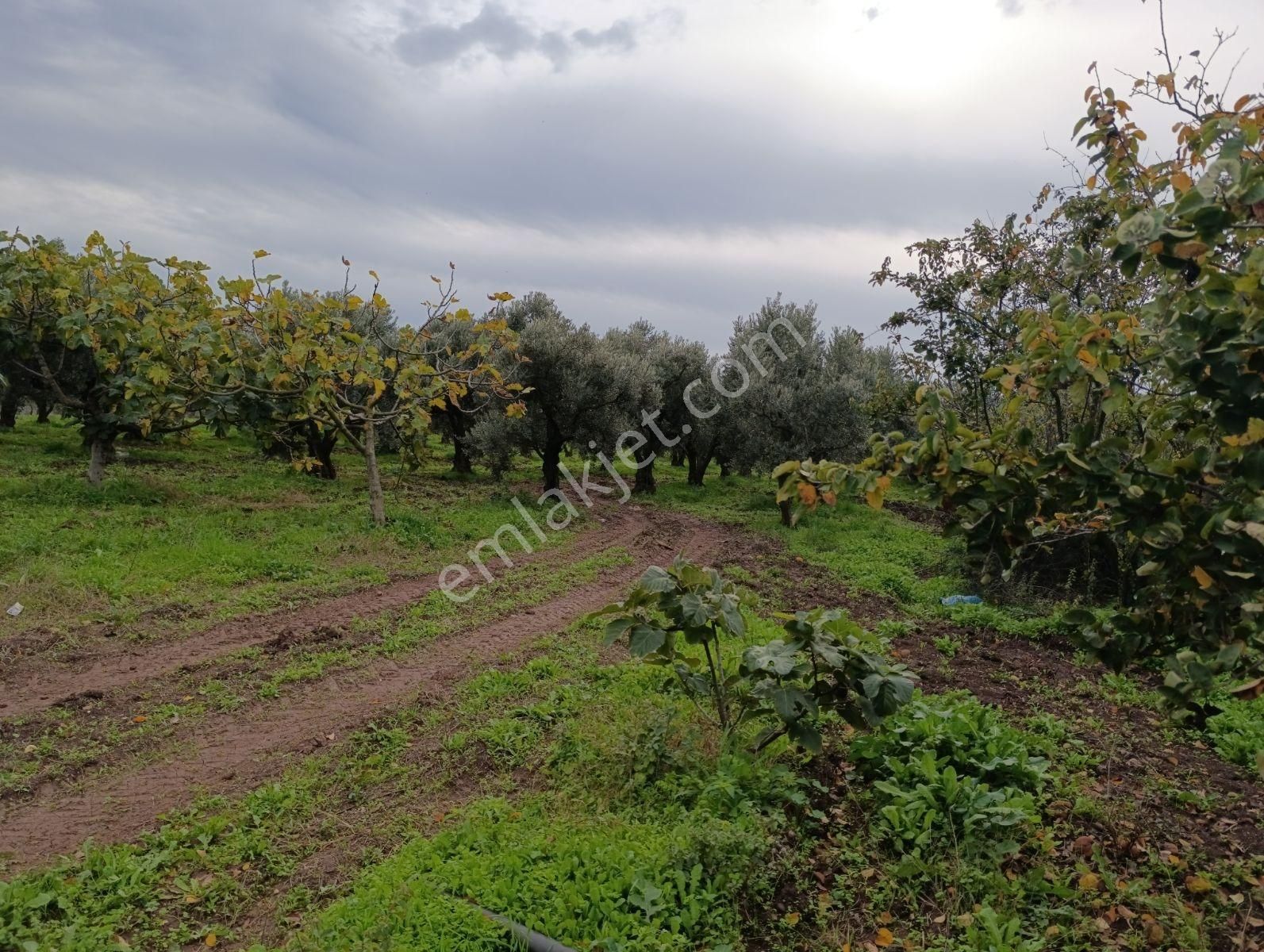 Artıbir Emlak'tan Gölyazı'da Göle Yakın Satılık Zeytinlik - Görsel 6