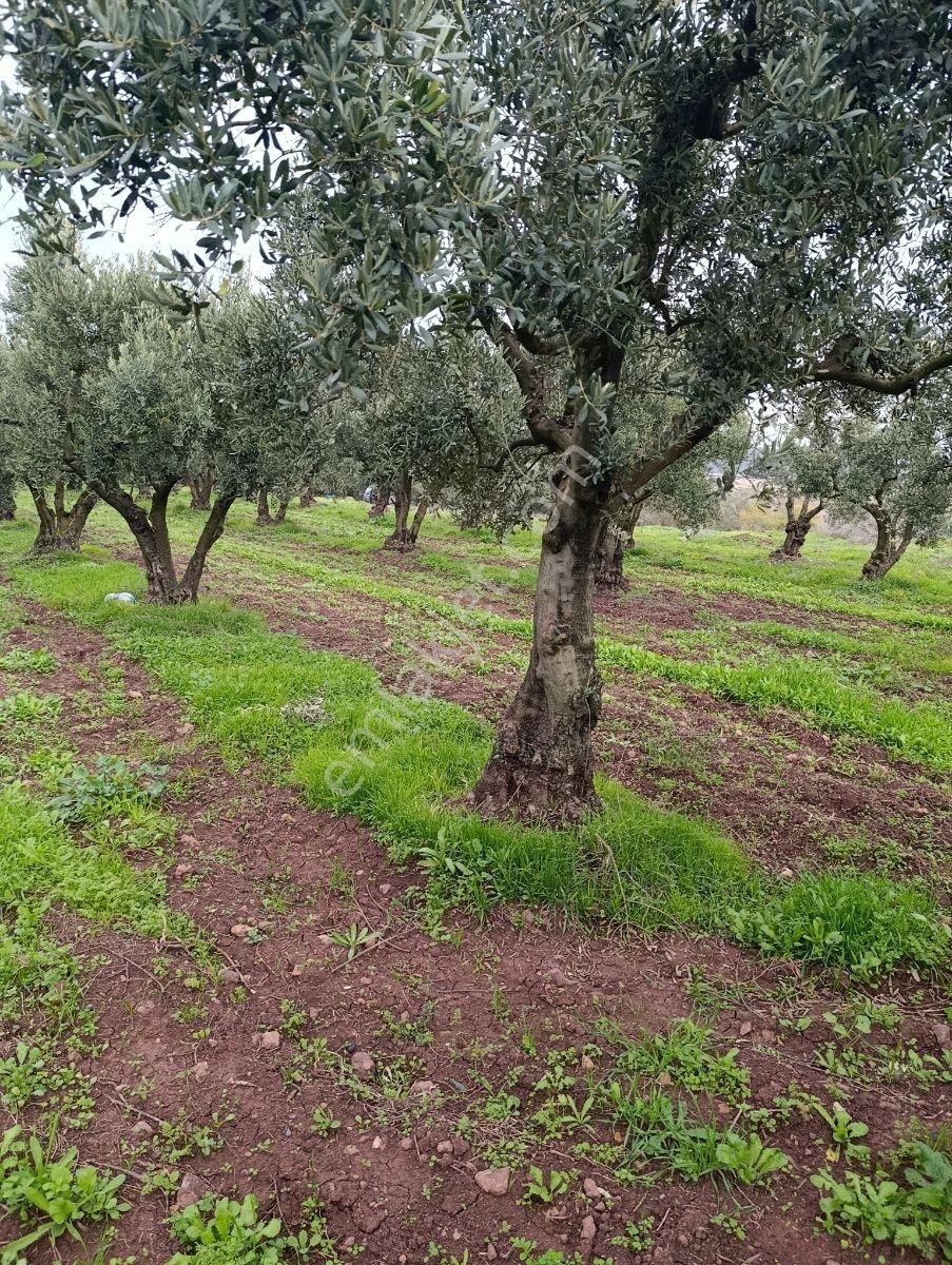Artıbir Emlak'tan Gölyazı'da Göle Yakın Satılık Zeytinlik - Görsel 9