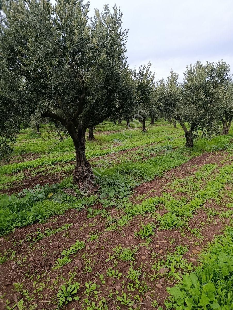 Artıbir Emlak'tan Gölyazı'da Göle Yakın Satılık Zeytinlik - Görsel 7