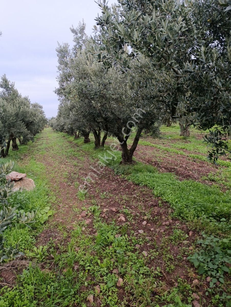 Artıbir Emlak'tan Gölyazı'da Göle Yakın Satılık Zeytinlik