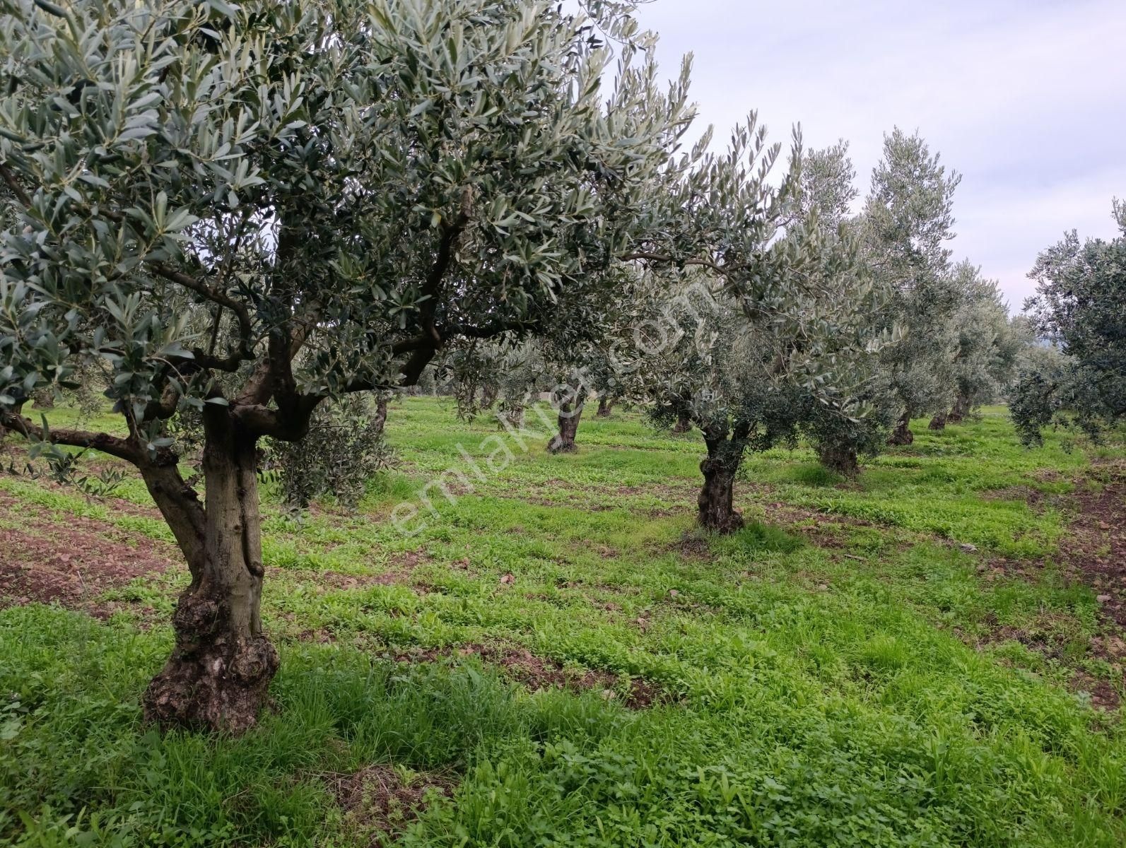 Artıbir Emlak'tan Gölyazı'da Göle Yakın Satılık Zeytinlik - Görsel 5