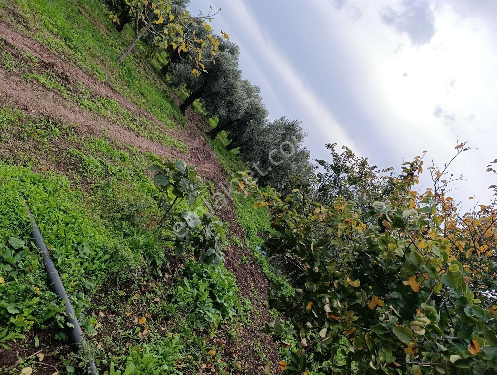 Artıbir Emlak'tan Gölyazı'da Göle Yakın Satılık Zeytinlik - Görsel 3