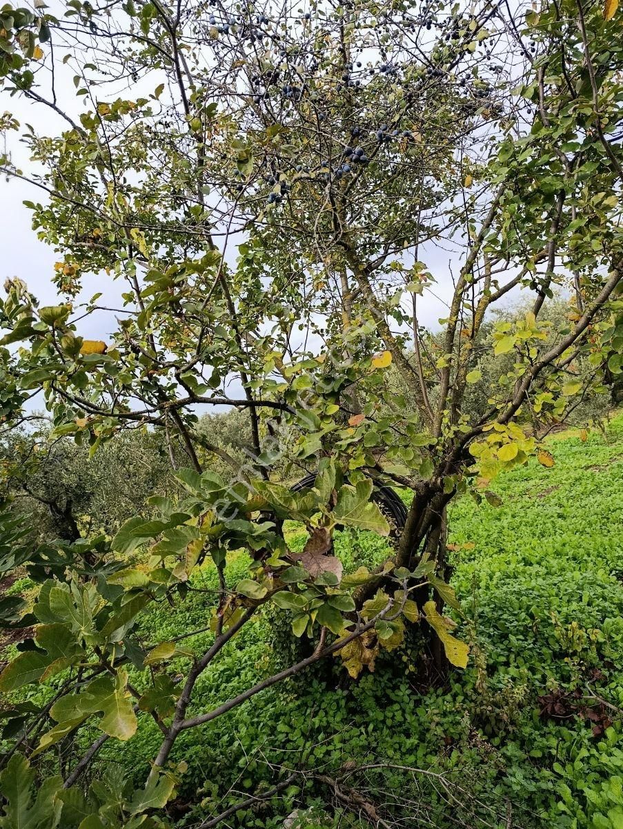Artıbir Emlak'tan Gölyazı'da Göle Yakın Satılık Zeytinlik - Görsel 8