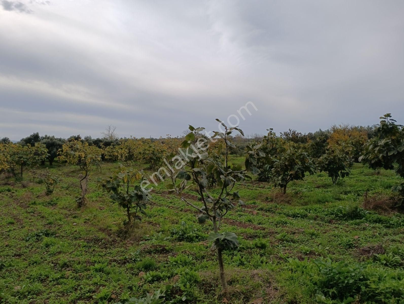 Artıbir Emlak'tan Gölyazı'da Göle Yakın Satılık Zeytinlik - Görsel 2