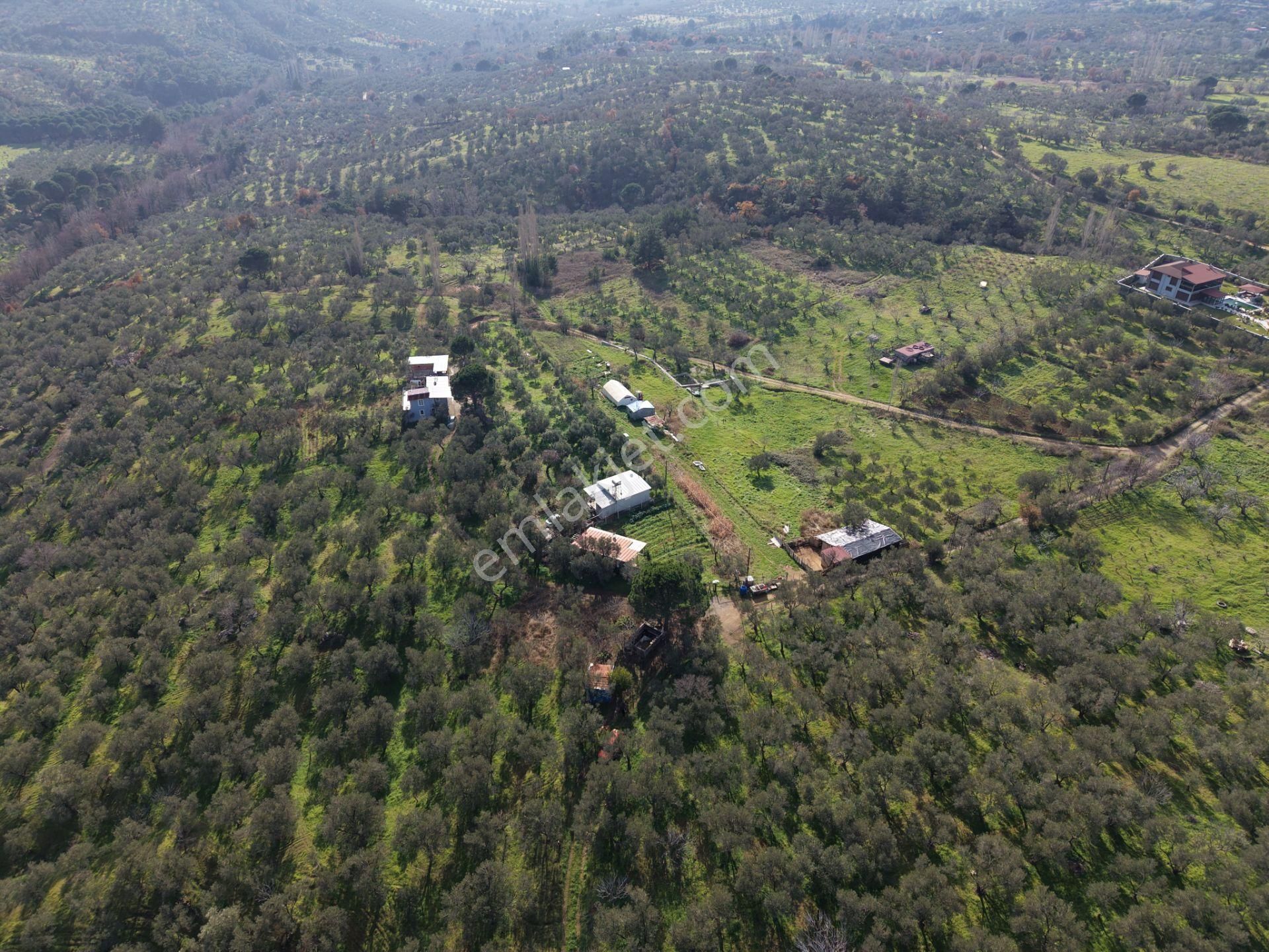 ▀▄mera Emlaktan Hacıarslanlar Köyünde 4000m2 Verimli Zeytinlik - Görsel 4