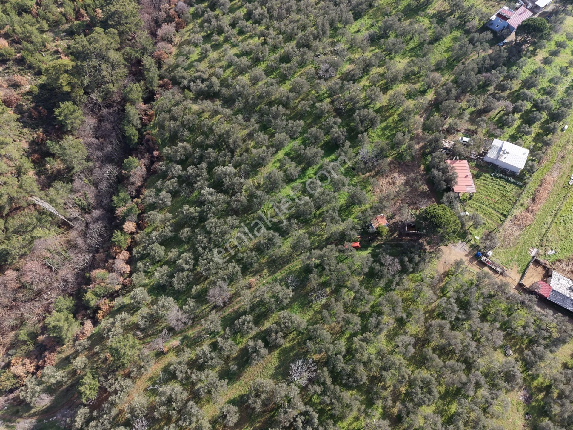 ▀▄mera Emlaktan Hacıarslanlar Köyünde 4000m2 Verimli Zeytinlik - Görsel 11