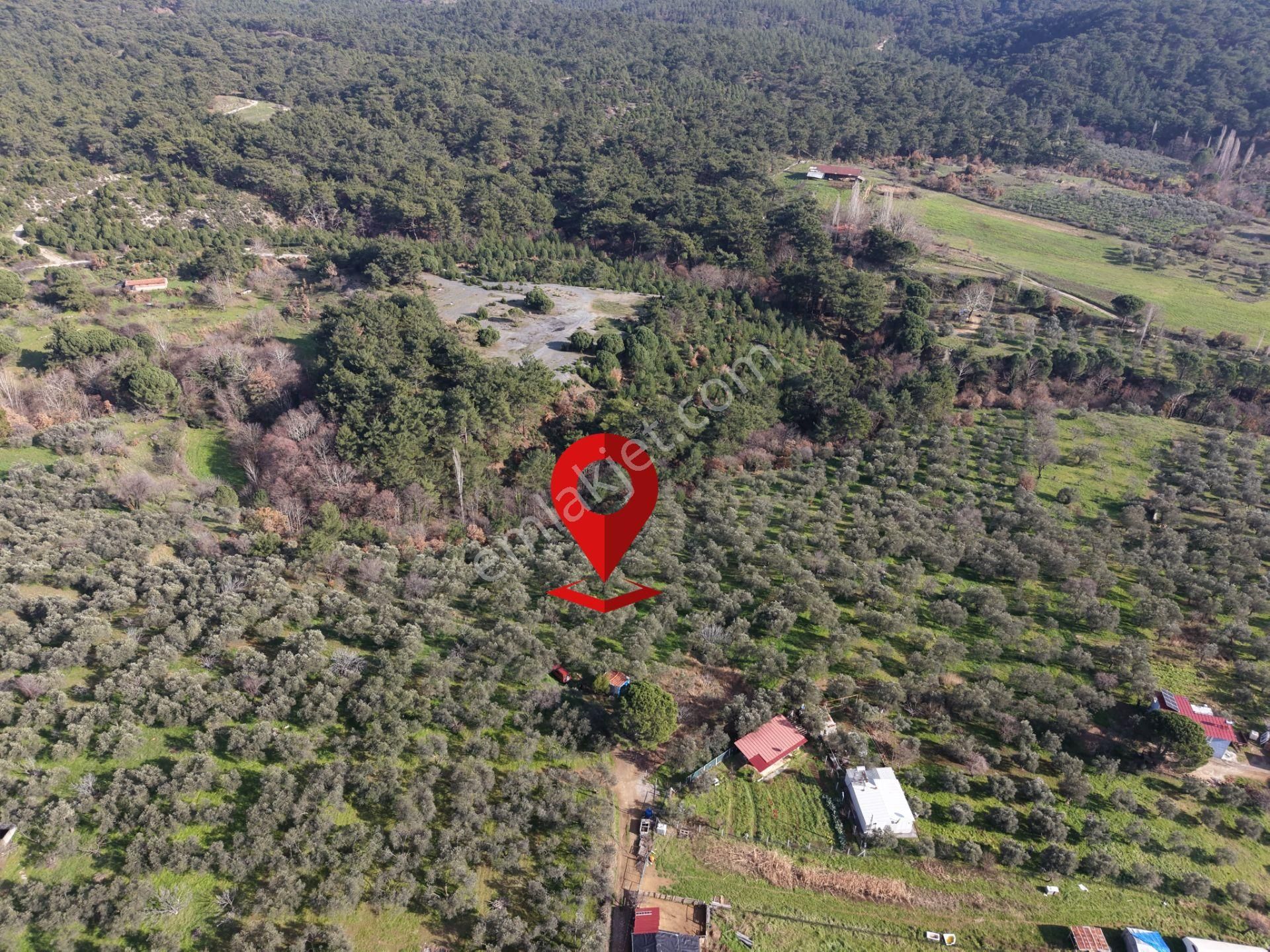 ▀▄mera Emlaktan Hacıarslanlar Köyünde 4000m2 Verimli Zeytinlik - Görsel 5
