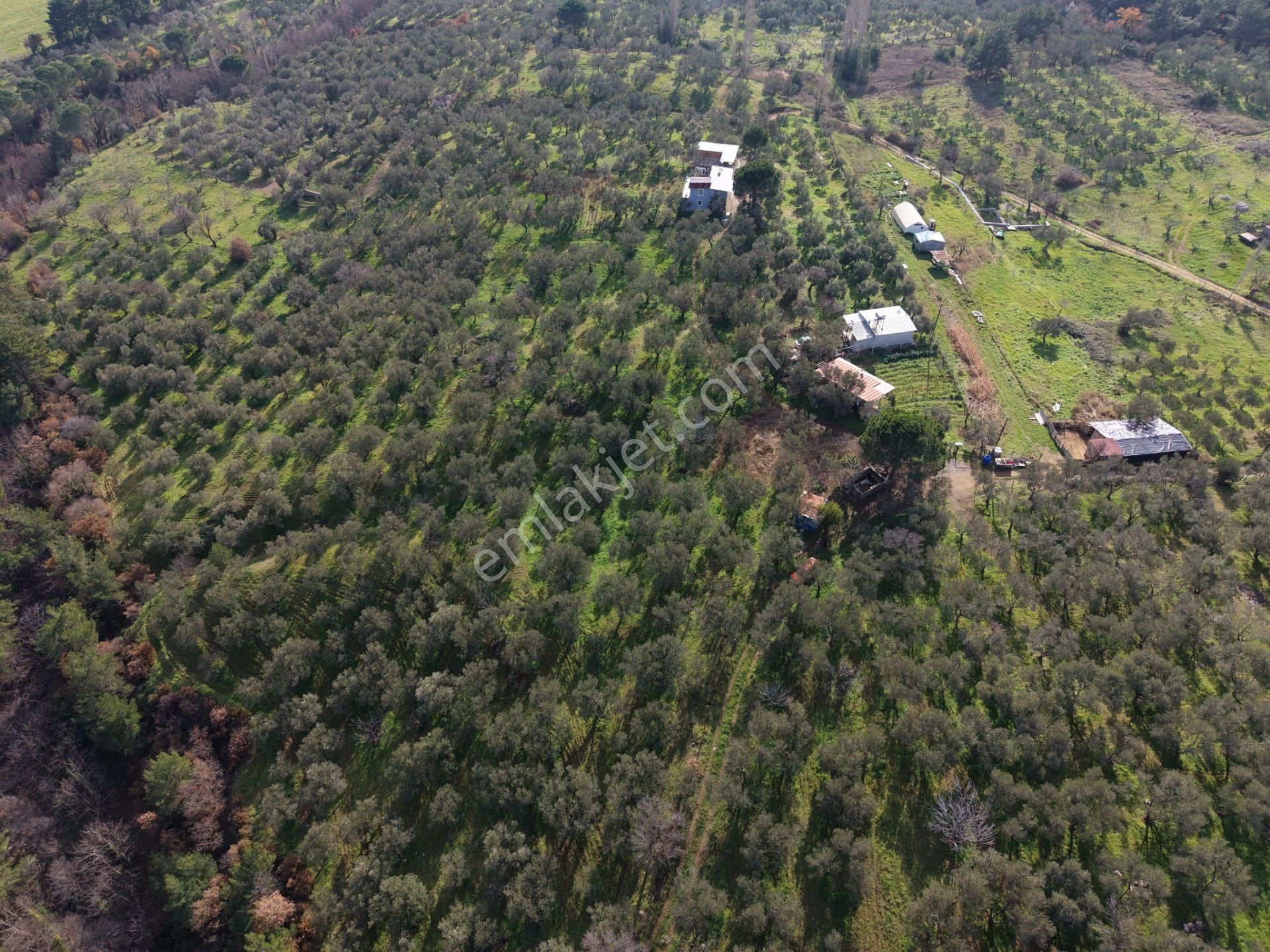 ▀▄mera Emlaktan Hacıarslanlar Köyünde 4000m2 Verimli Zeytinlik - Görsel 7