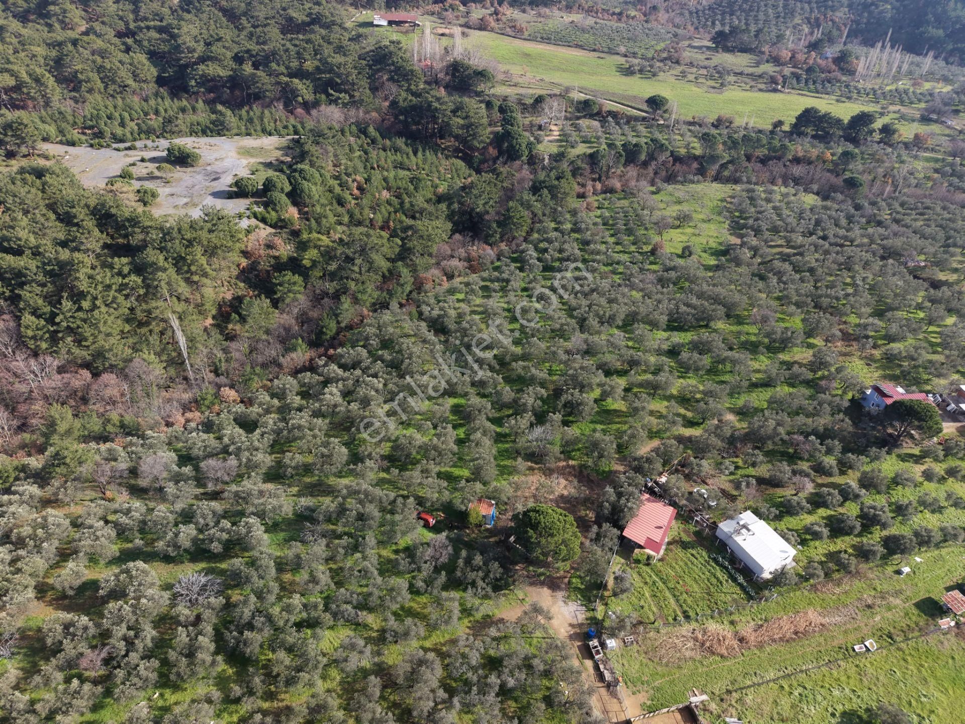 ▀▄mera Emlaktan Hacıarslanlar Köyünde 4000m2 Verimli Zeytinlik - Görsel 2
