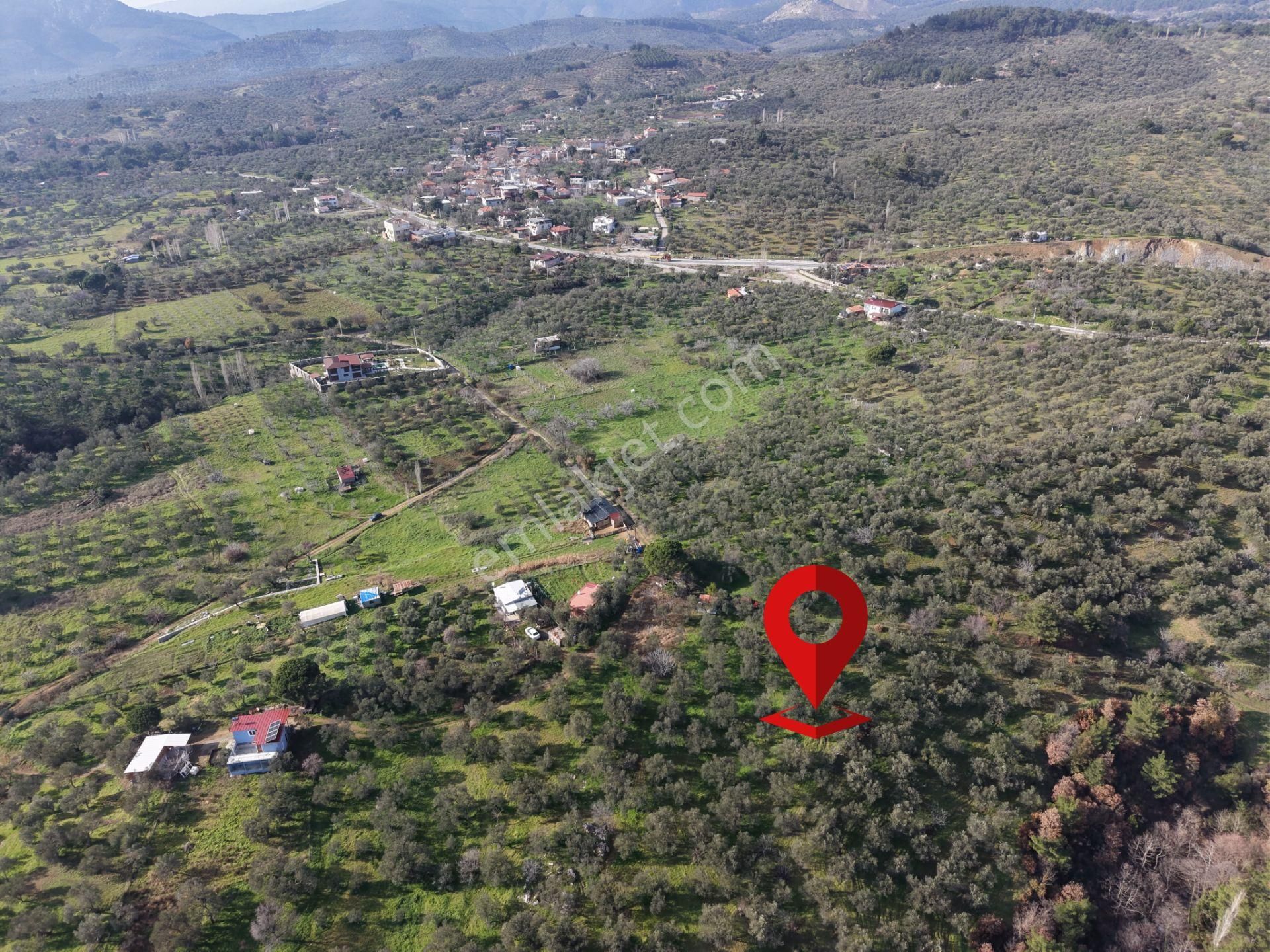 ▀▄mera Emlaktan Hacıarslanlar Köyünde 4000m2 Verimli Zeytinlik