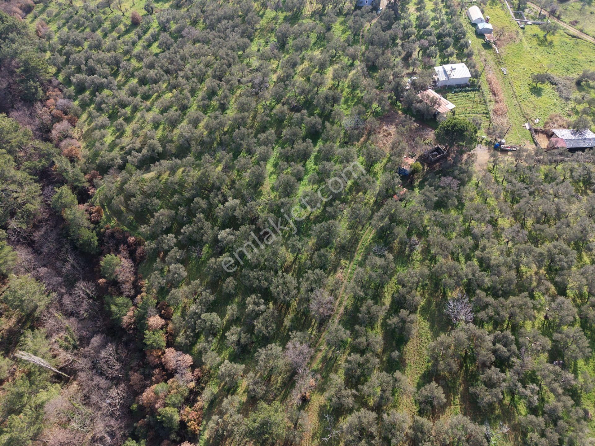 ▀▄mera Emlaktan Hacıarslanlar Köyünde 4000m2 Verimli Zeytinlik - Görsel 9