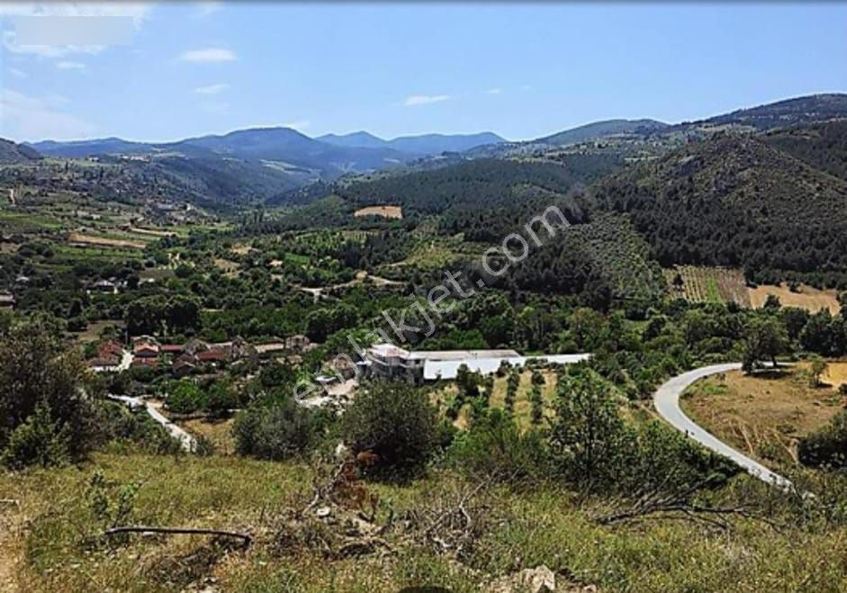 Üzerinde Konteynır Su Deposu Zeytin Ağacı - Görsel 3