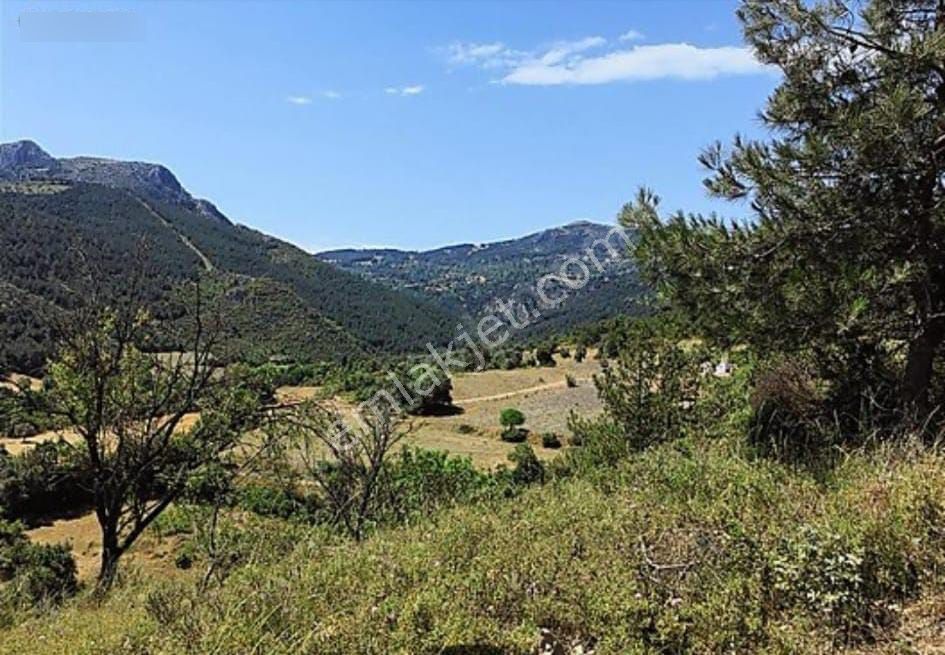 Üzerinde Konteynır Su Deposu Zeytin Ağacı - Görsel 4