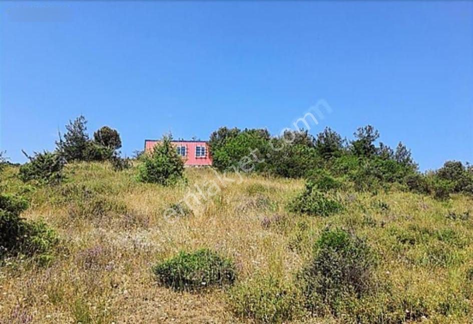 Üzerinde Konteynır Su Deposu Zeytin Ağacı - Görsel 2