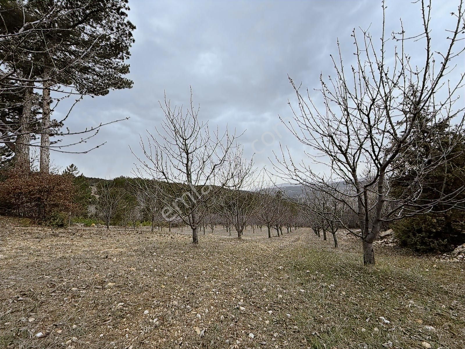 Tek Tapu Bakımlı Keles Alpagut Temiz 4300 Mt2 Arazi - Görsel 15
