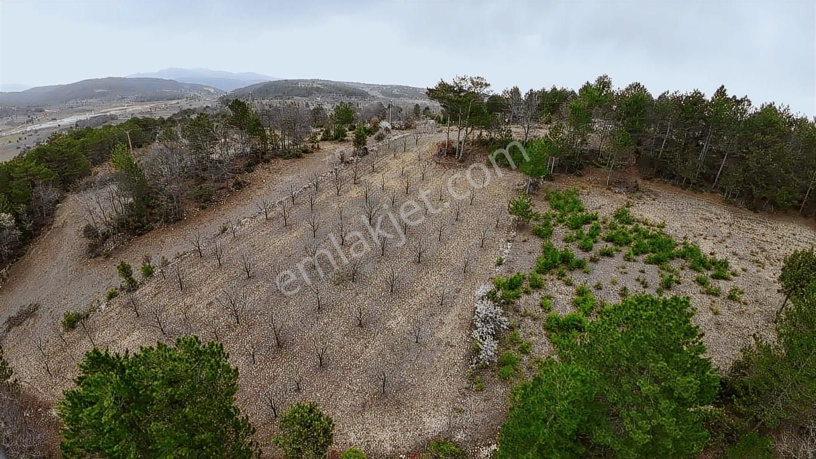Tek Tapu Bakımlı Keles Alpagut Temiz 4300 Mt2 Arazi