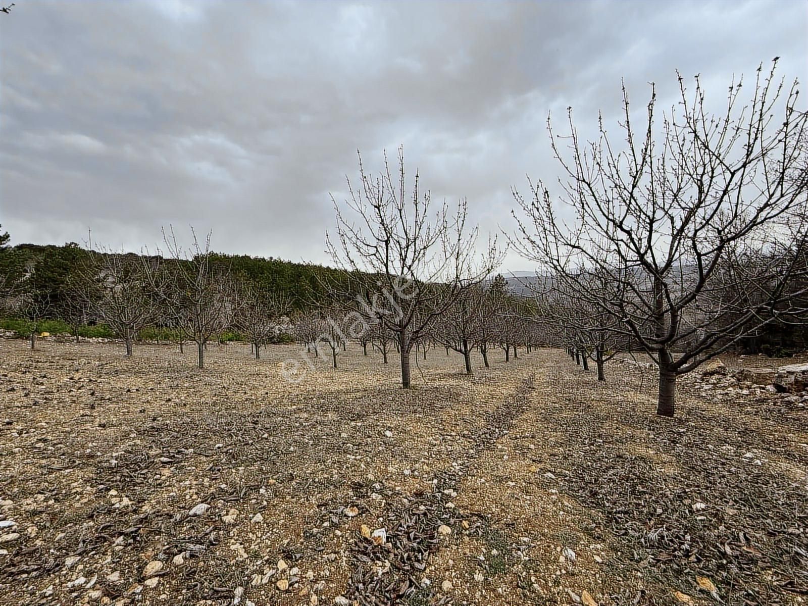Tek Tapu Bakımlı Keles Alpagut Temiz 4300 Mt2 Arazi - Görsel 3
